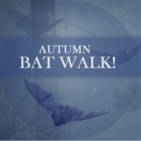 Bat Walk September 2022