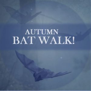 Autumn Bat Walk