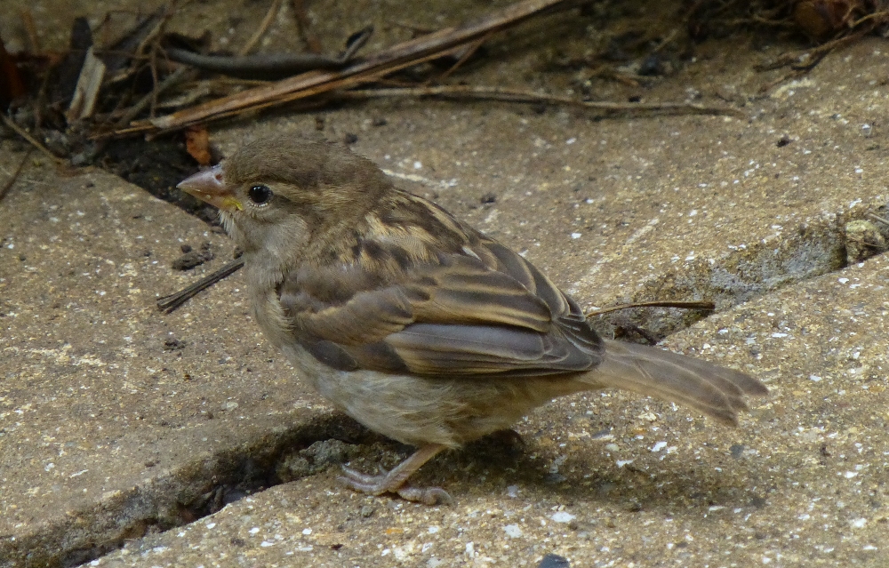 Female House Sparrow - Christina Bonnett