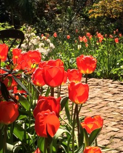 Charles Rutherfoord's tulips