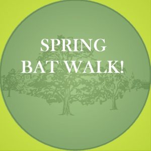 Spring Bat walk led by Dr Iain Boulton
